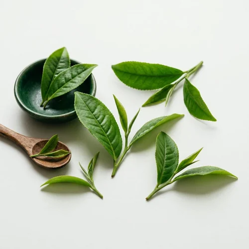 Hojas de Gymnema sylvestre empleadas en suplementos