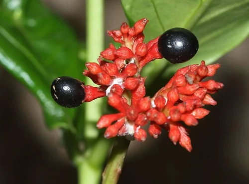 Pencas de nopal, Opuntia ficus-indica